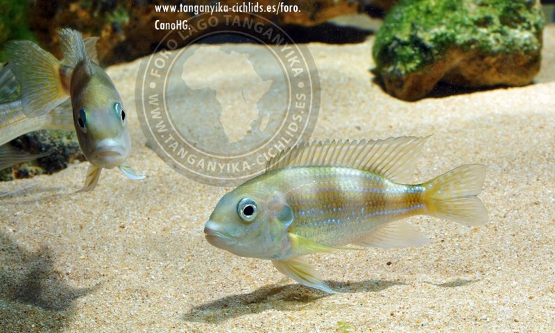 Limnochromis auritus